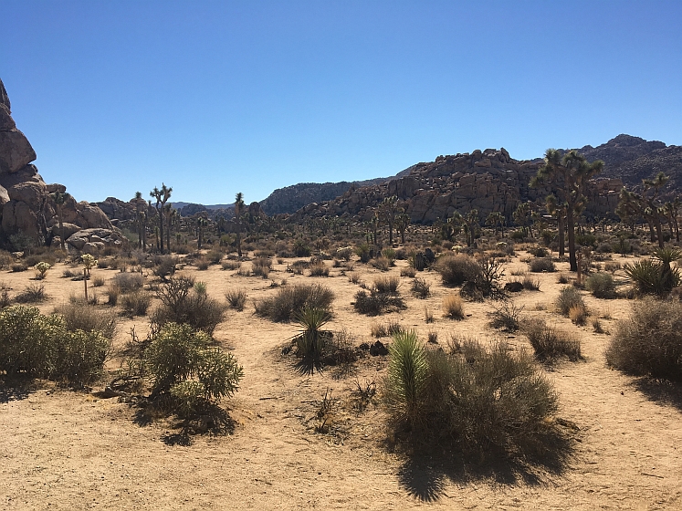 Joshua Tree NP